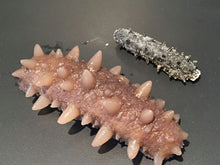 Load image into Gallery viewer, 海魁牌 - 韓國野生 速發乾海參 (中) Fast Soak Dry Sea Cucumber Size M (Korea) #2010