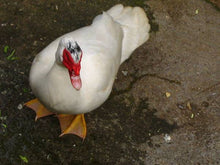 Load image into Gallery viewer, [$5.75/lb] 冰鮮番鴨 (薑母鴨) Muscovy Whole Duck  #1141
