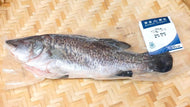 急凍金目鱸魚(三去) - 去鱗去腮去內臟  Baoman Banquet - Seabass  (Scaled/Gutted/Gilled) 500g-550g #7032