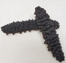 Load image into Gallery viewer, 南美珍珠刺參(中) Dried Sea Cucumber (M) 8oz #1083a
