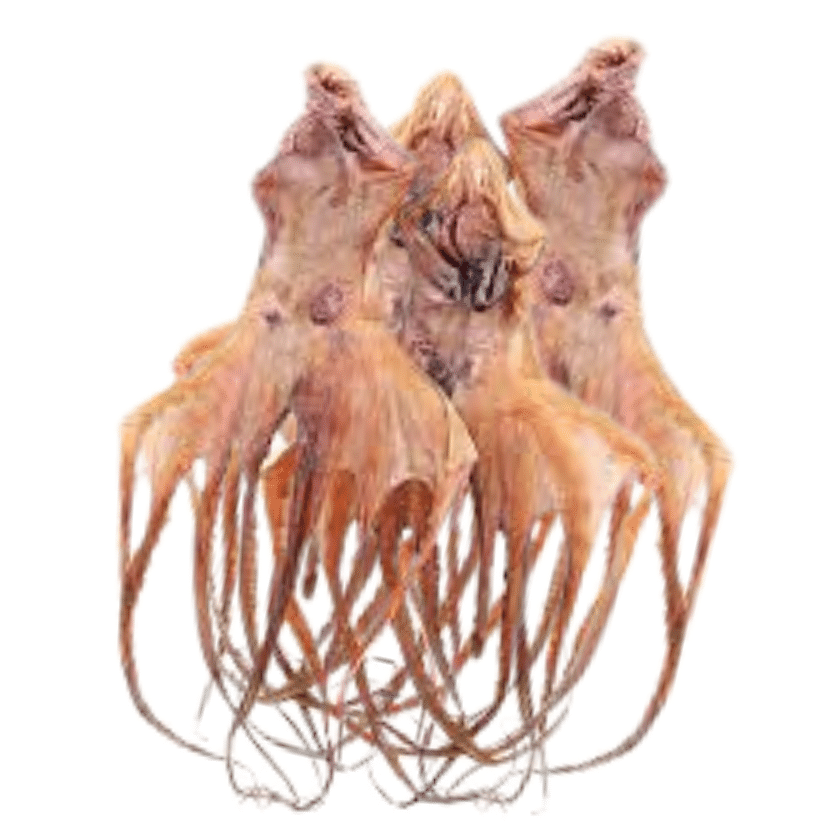 大章魚 4 隻 [$41.19/lb] 滋陰養胃 - Dried Octopus 4 pcs  #90029